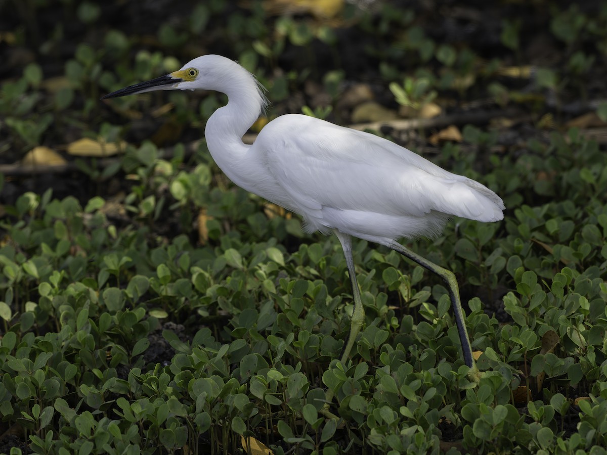 Snowy Egret - ML646444700