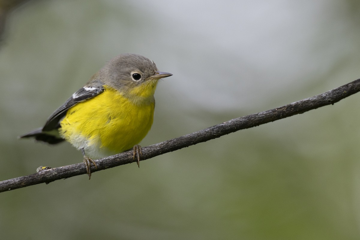 Magnolia Warbler - ML646444701