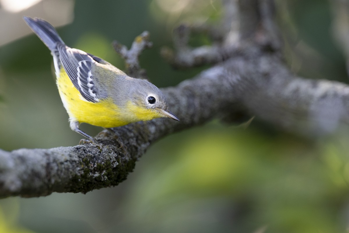 Magnolia Warbler - ML646444702