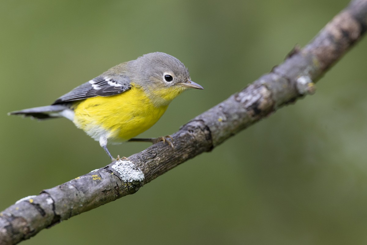 Magnolia Warbler - ML646444703