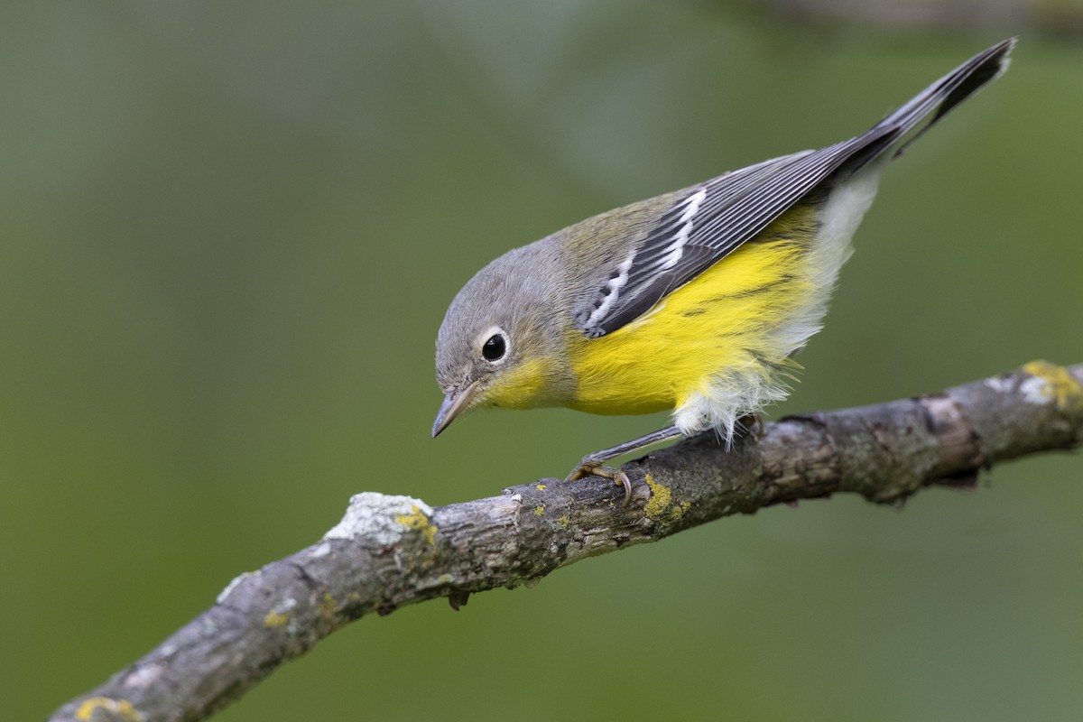 Magnolia Warbler - ML646444704