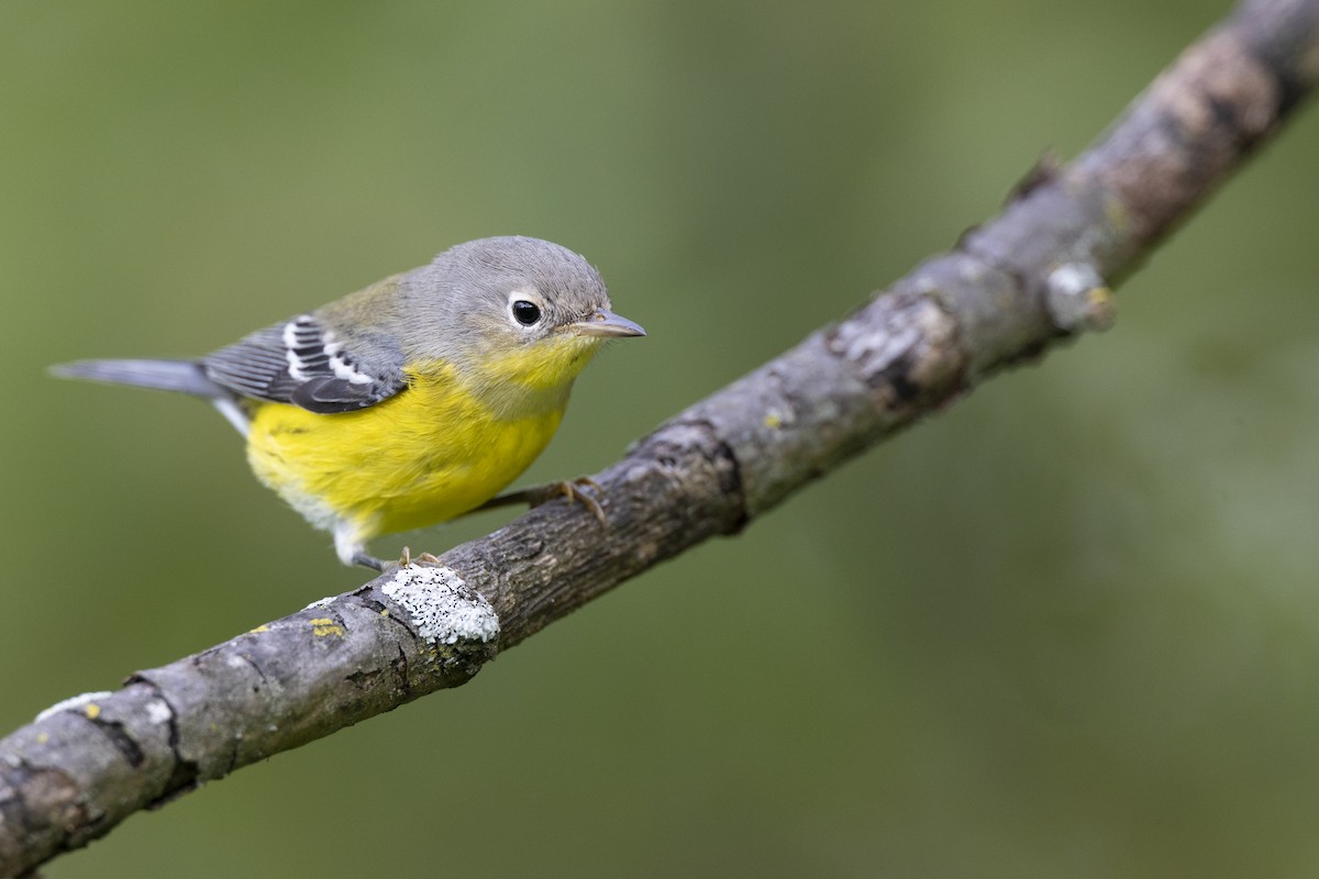 Magnolia Warbler - ML646444705
