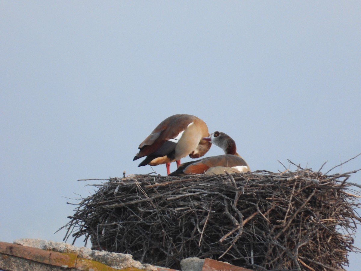 Egyptian Goose - ML646444708