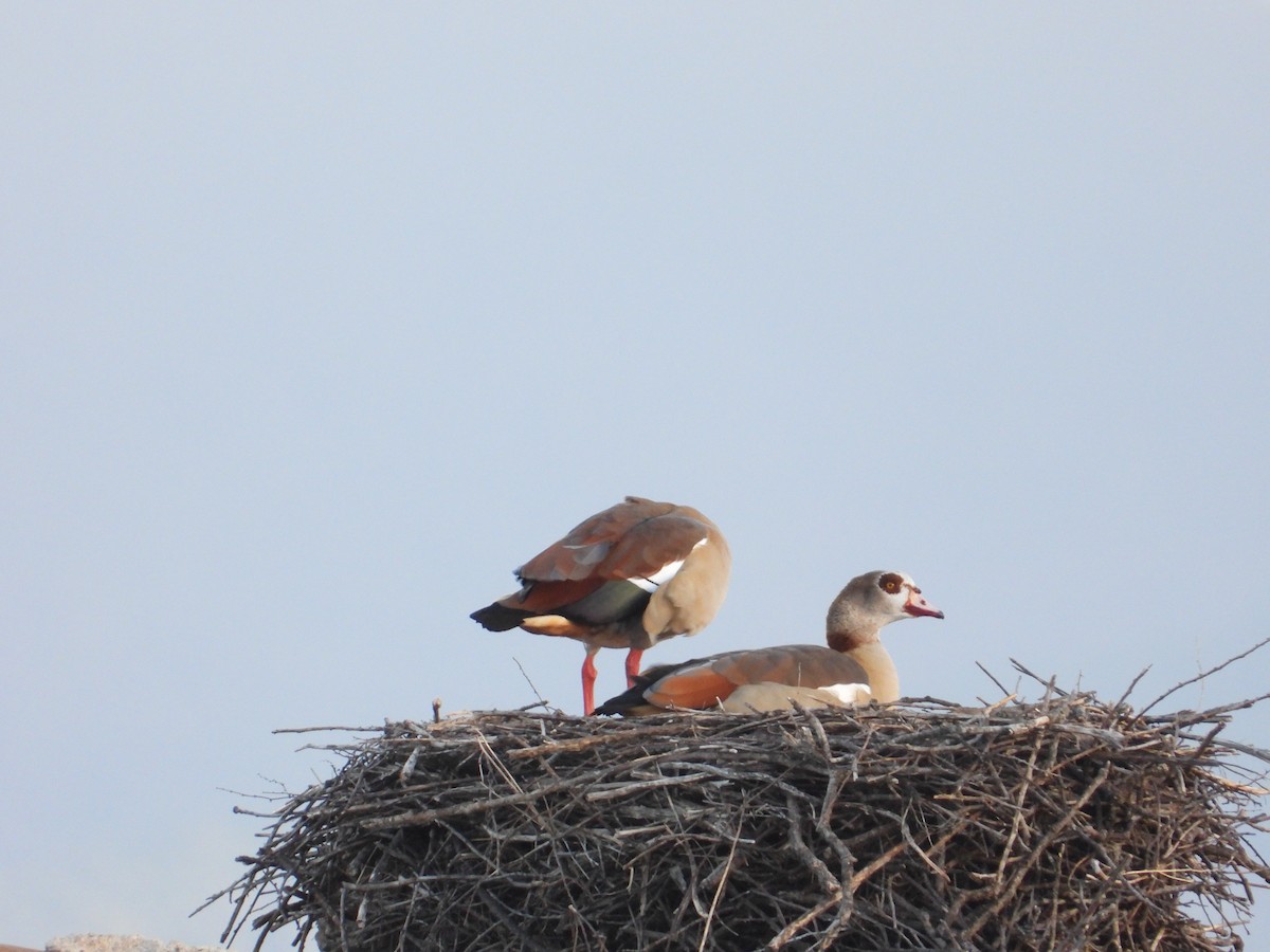 Egyptian Goose - ML646444709