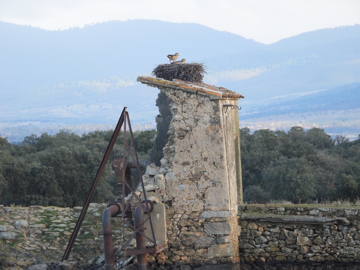 Egyptian Goose - ML646444710