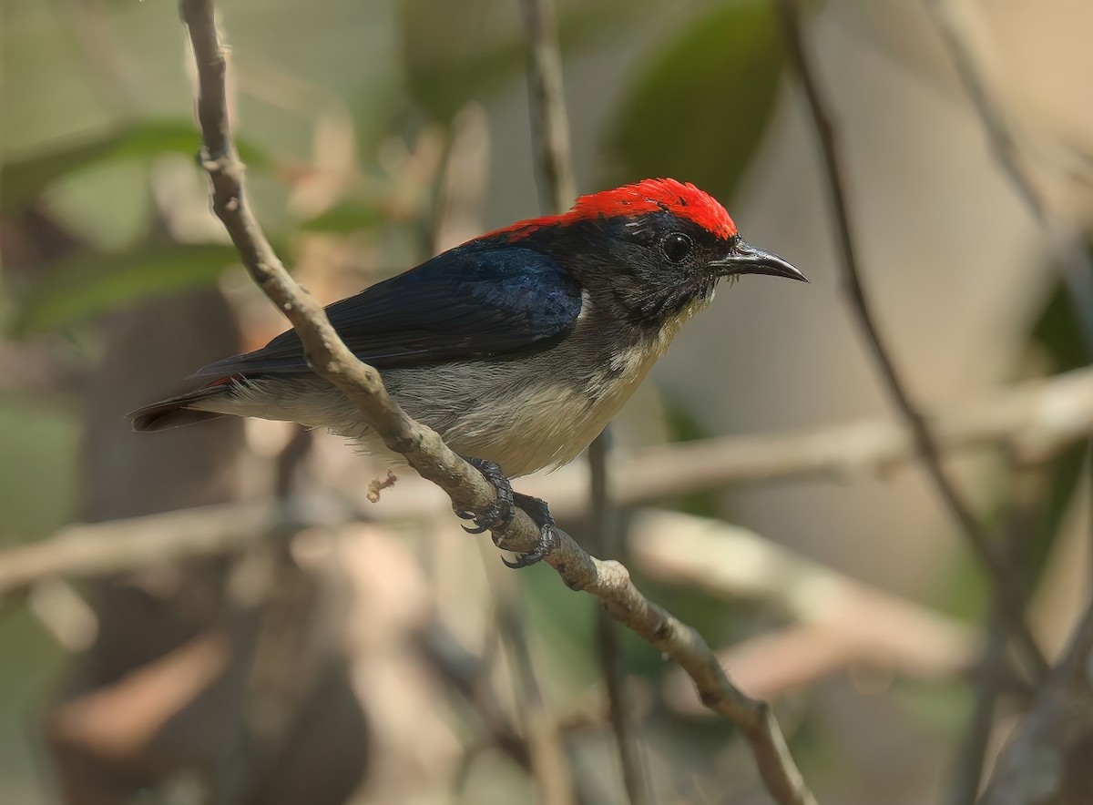 Scarlet-backed Flowerpecker - ML646444712