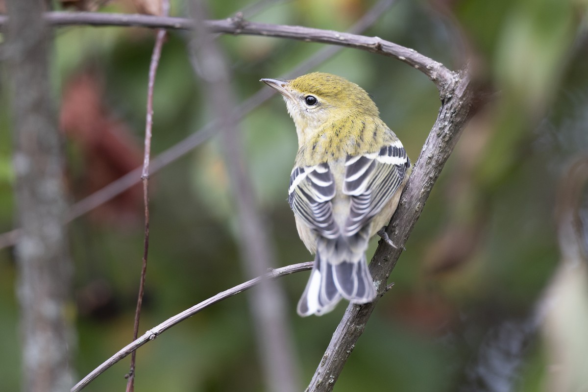 Bay-breasted Warbler - ML646444713
