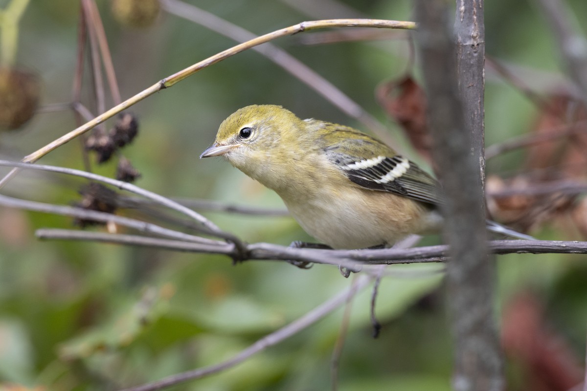Bay-breasted Warbler - ML646444714