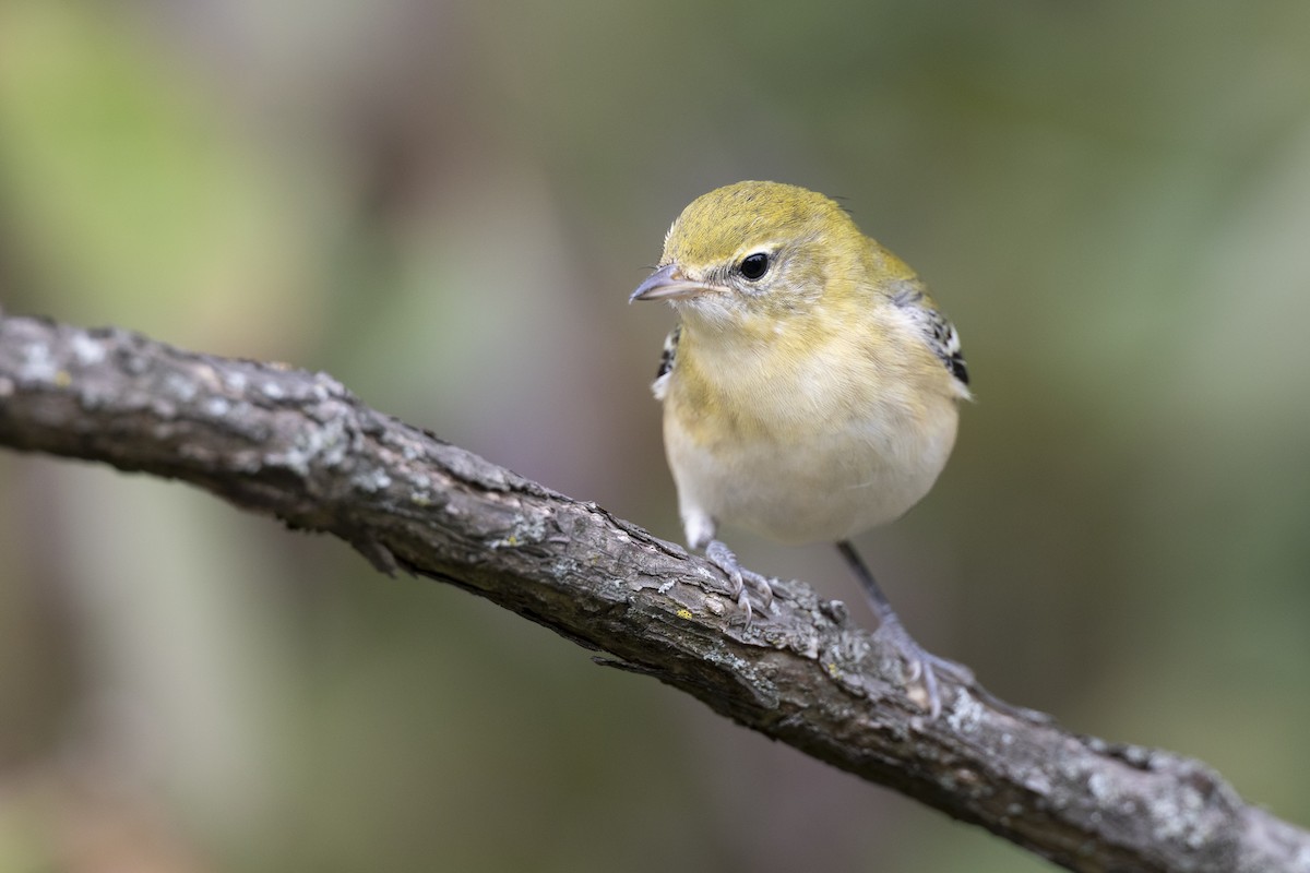 Bay-breasted Warbler - ML646444715