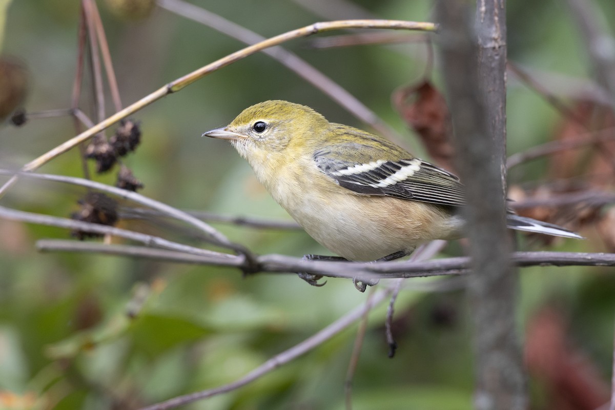 Bay-breasted Warbler - ML646444716