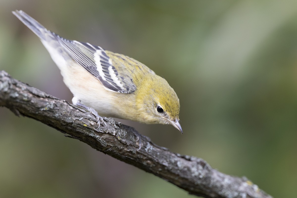 Bay-breasted Warbler - ML646444717