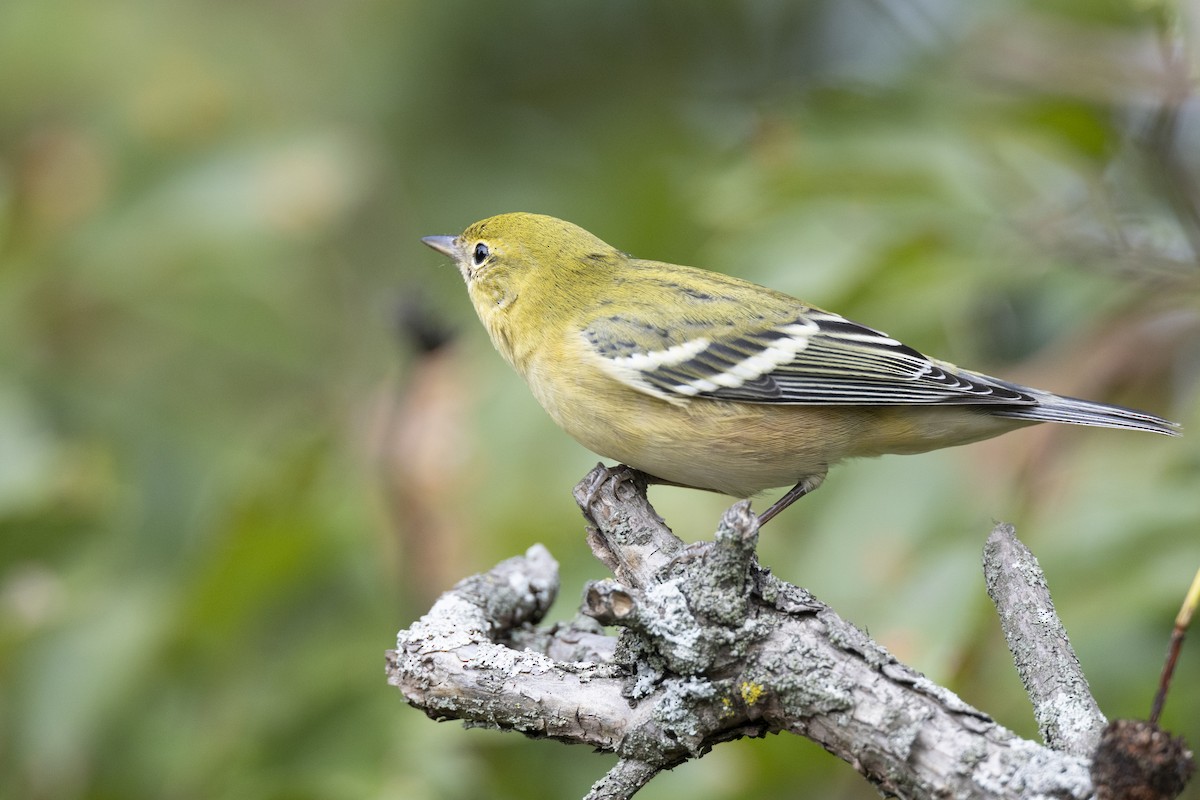 Bay-breasted Warbler - ML646444718