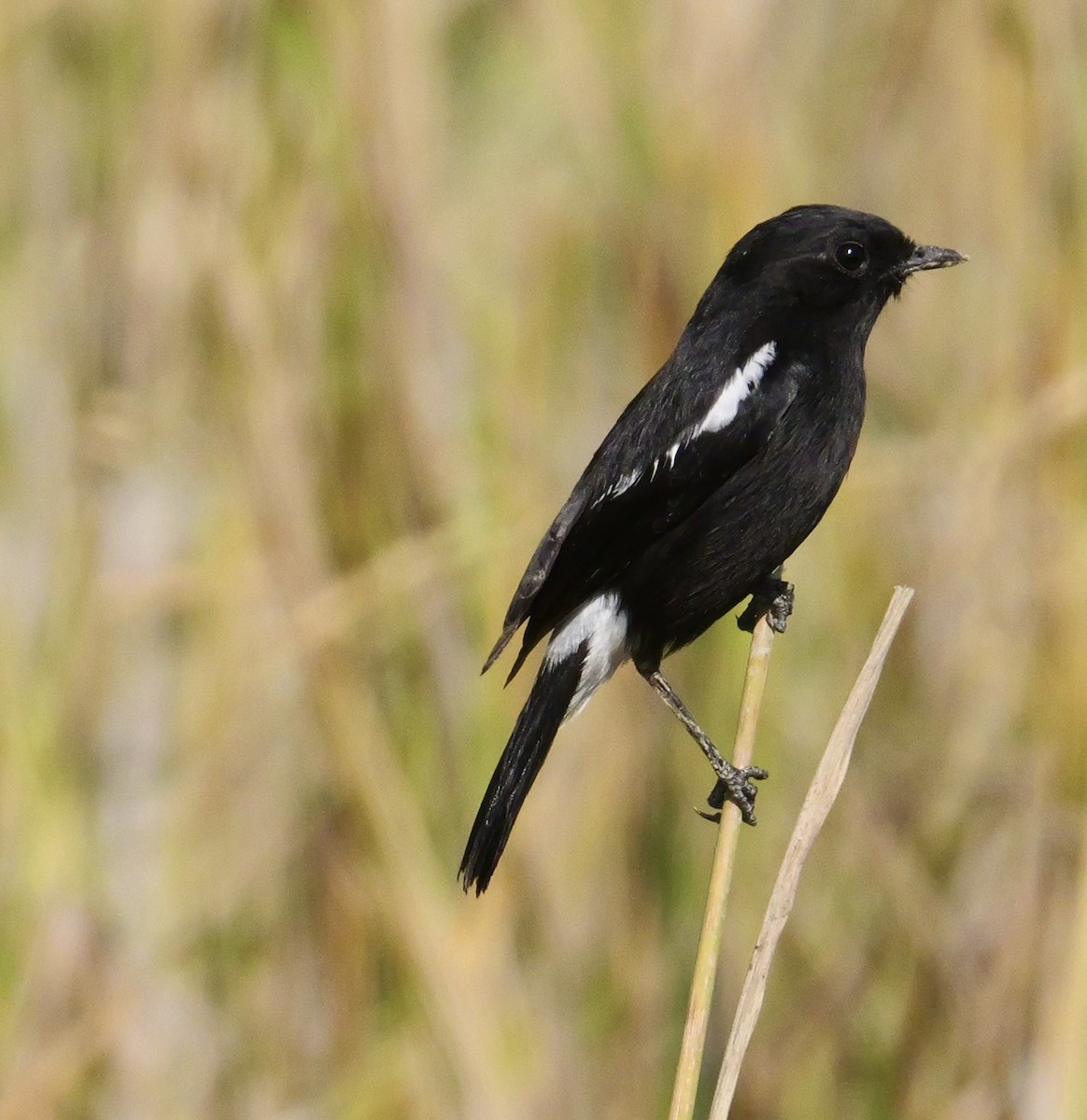 Pied Bushchat - ML646444719