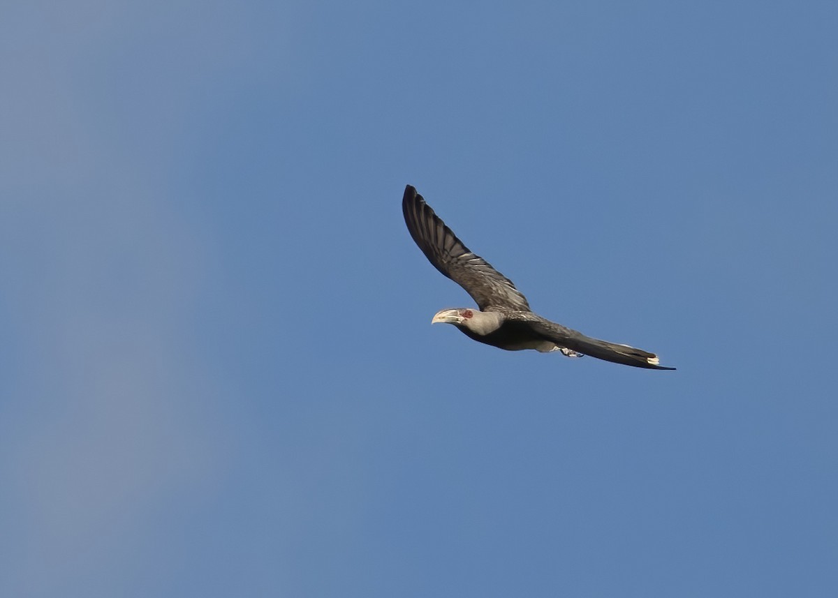 Channel-billed Cuckoo - ML646444720