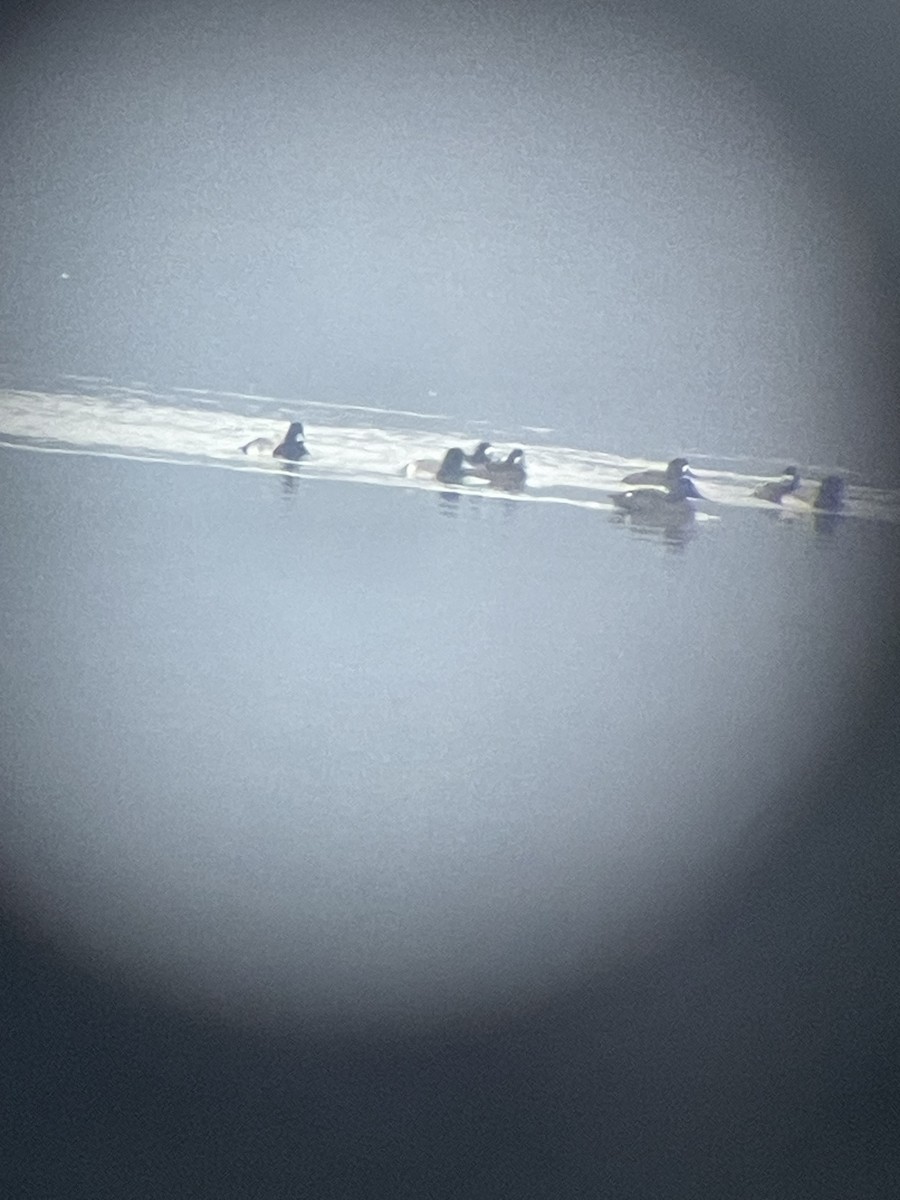 White-winged Scoter - ML646444722