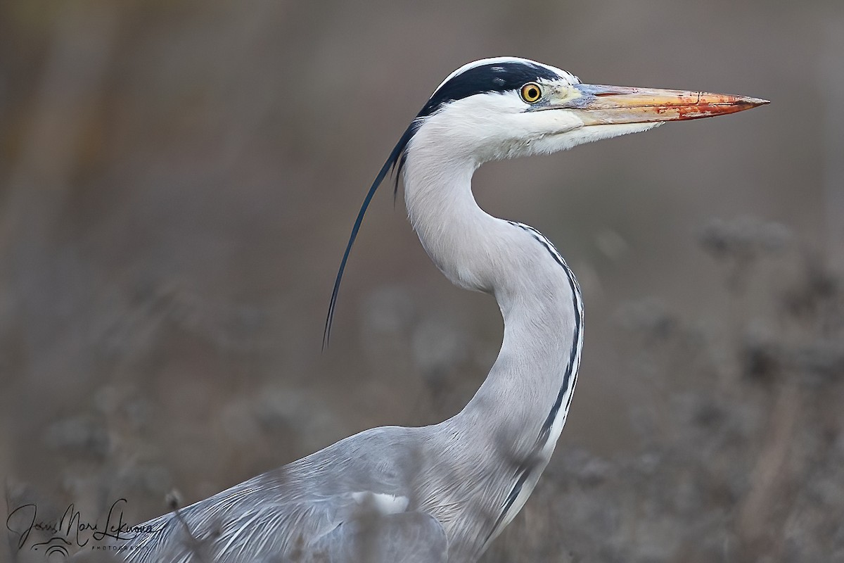 Gray Heron - ML646444723