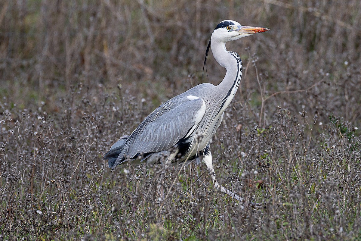 Gray Heron - ML646444724