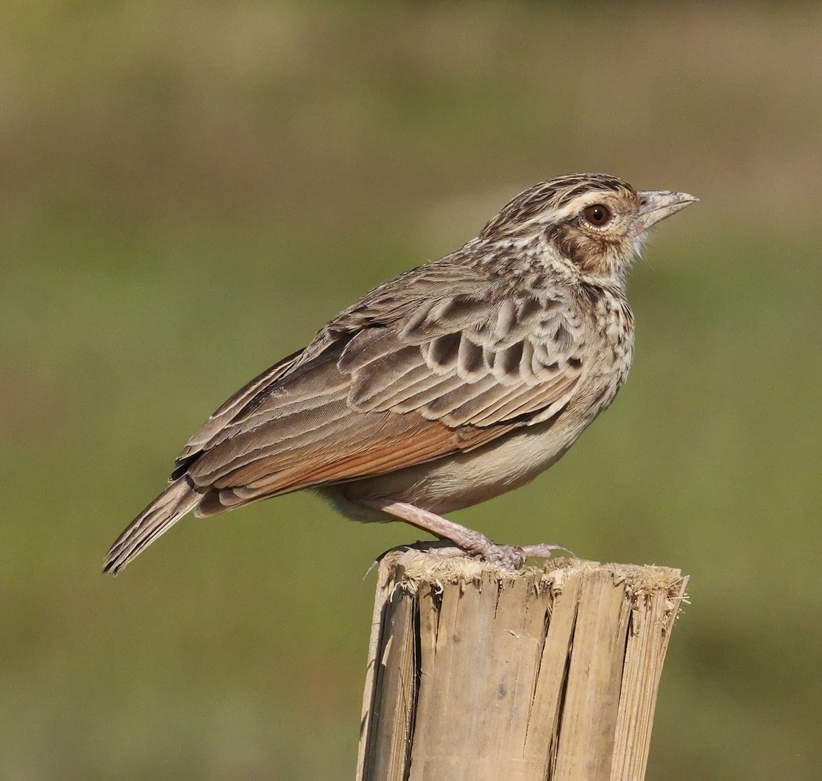 Indochinese Bushlark - ML646444725