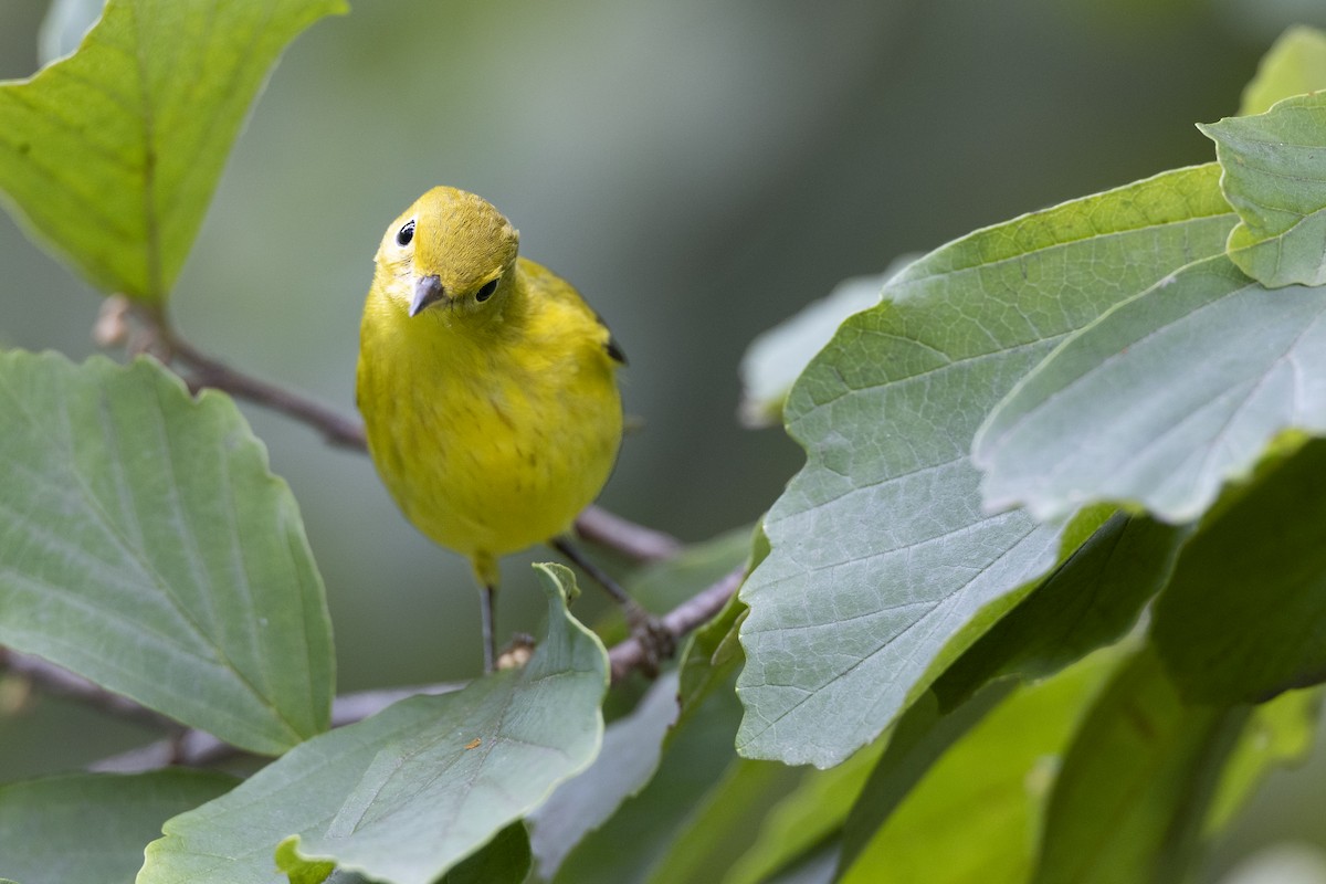 Northern Yellow Warbler - ML646444726