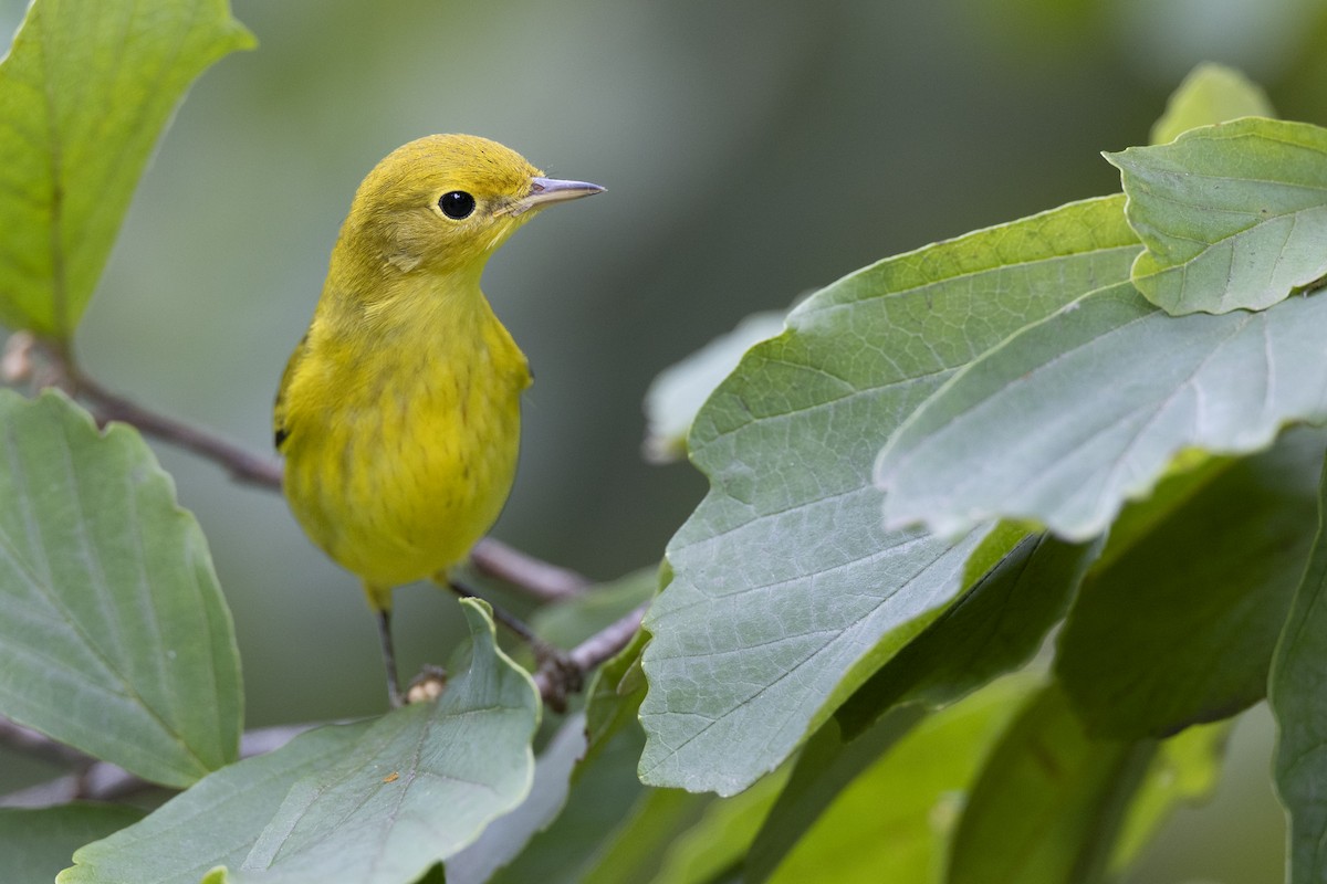 Northern Yellow Warbler - ML646444727