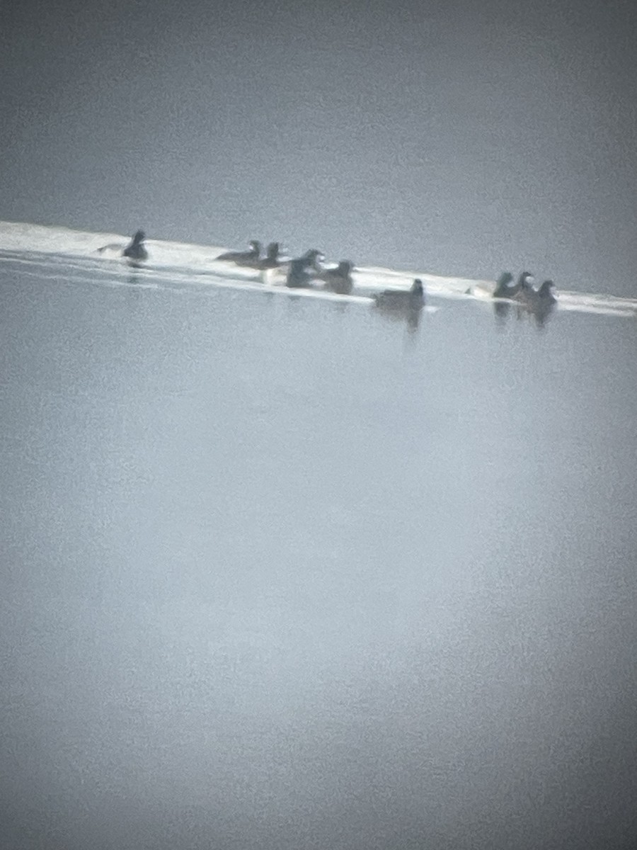 Greater/Lesser Scaup - ML646444728