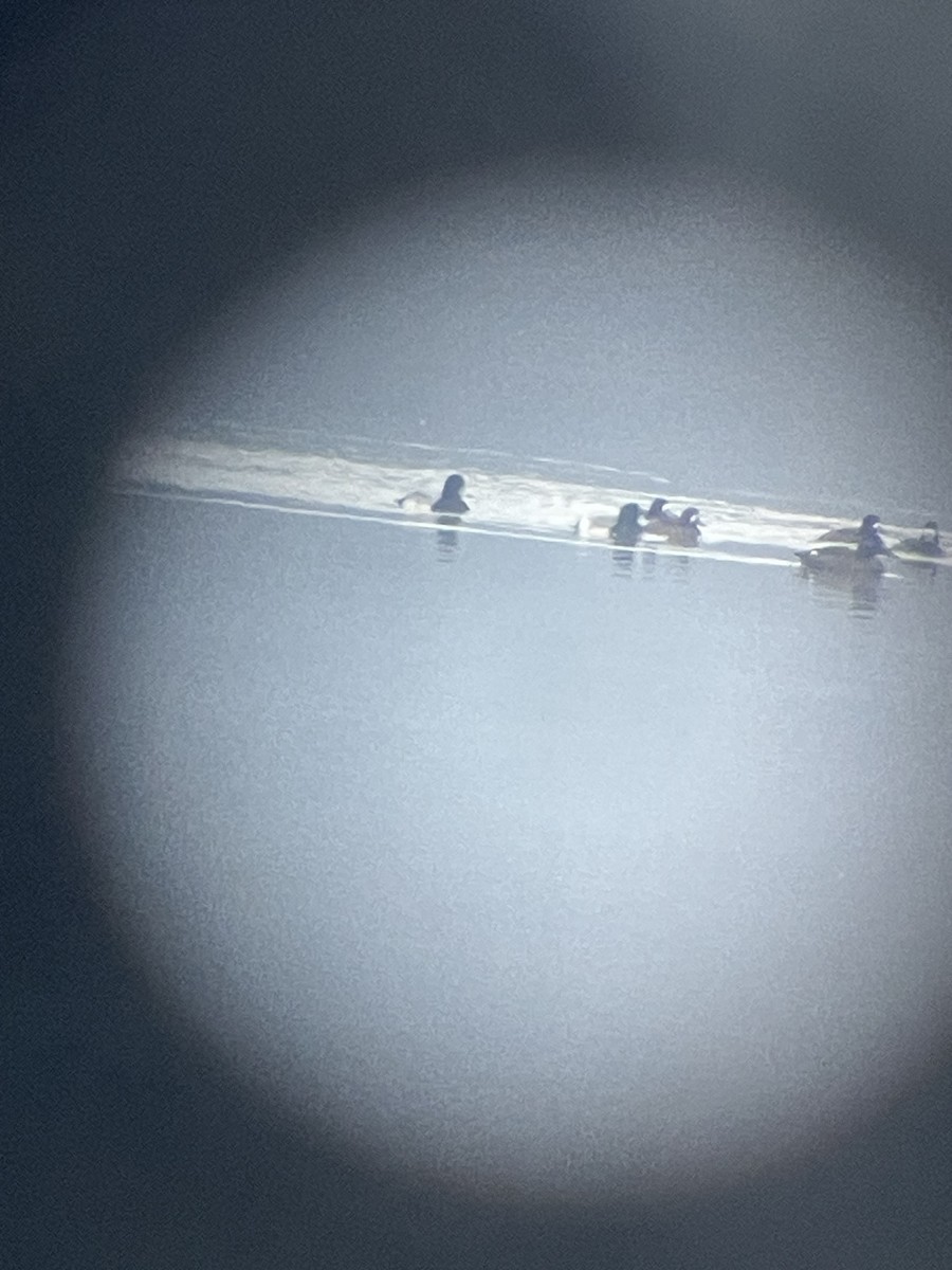 Greater/Lesser Scaup - ML646444729