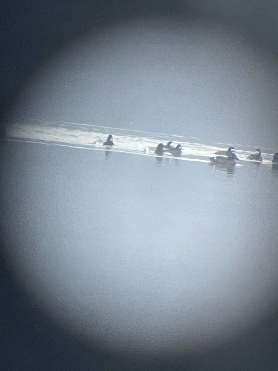 Greater/Lesser Scaup - ML646444730