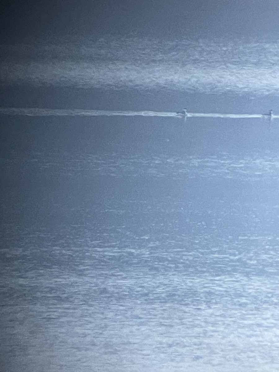 Horned Grebe - ML646444738