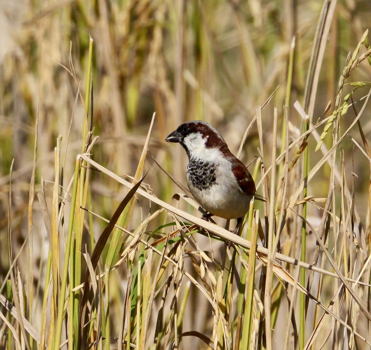 House Sparrow (Indian) - ML646444739