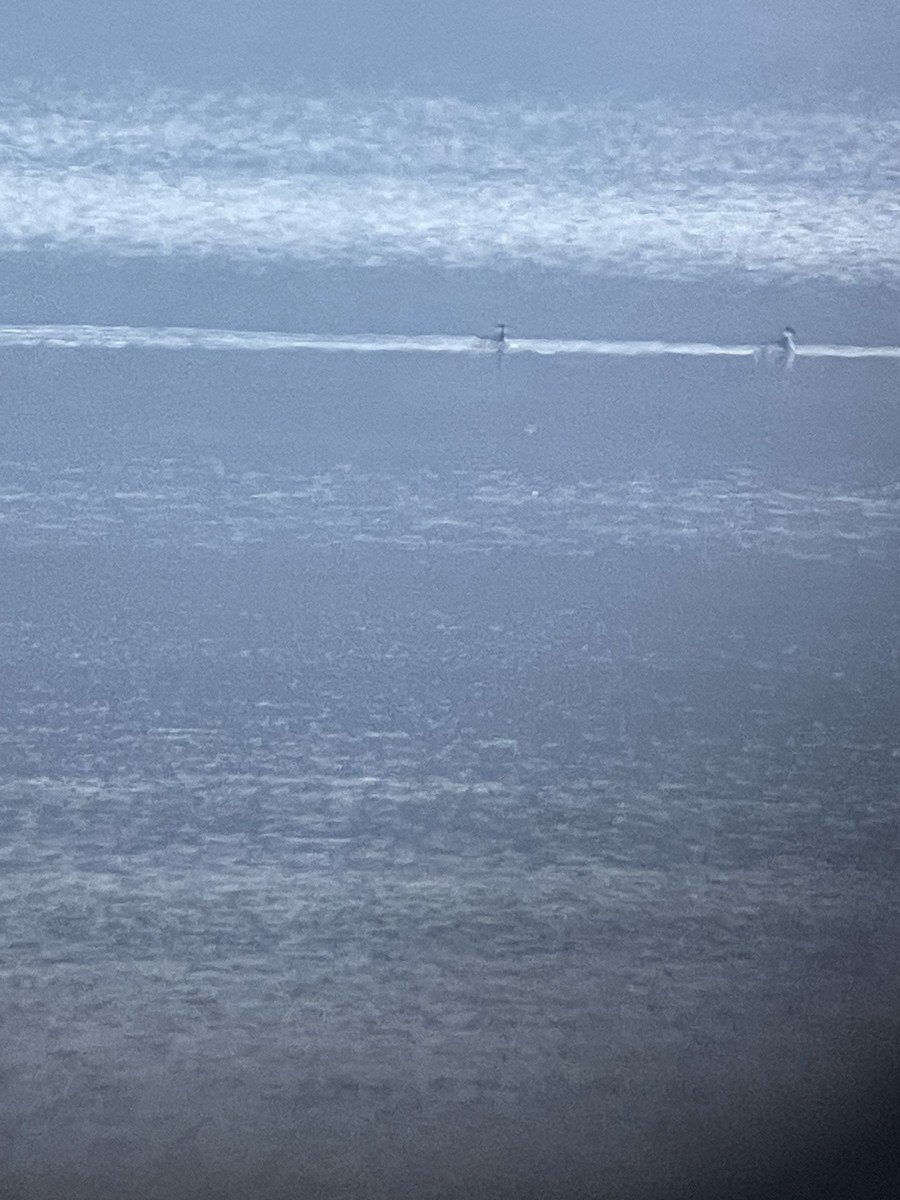 Horned Grebe - ML646444740