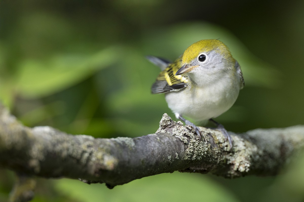 Gelbscheitel-Waldsänger - ML646444742