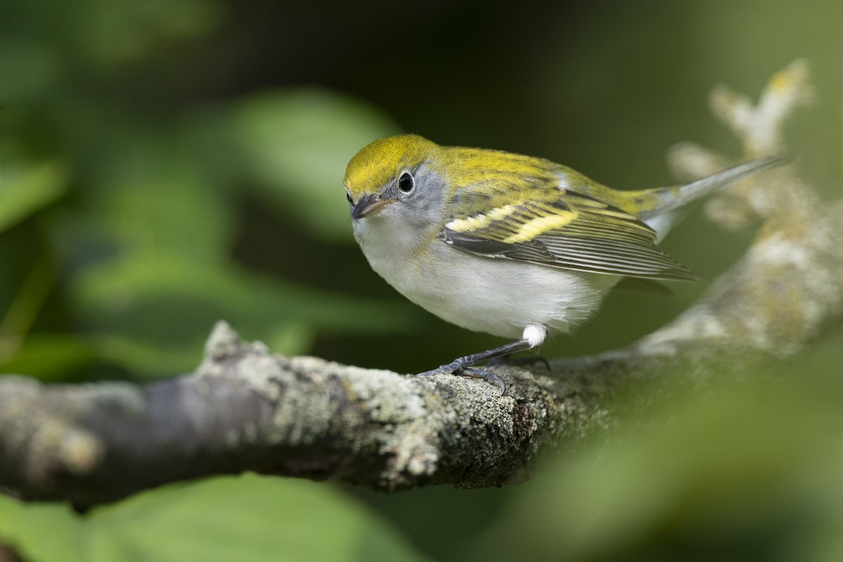 Gelbscheitel-Waldsänger - ML646444744