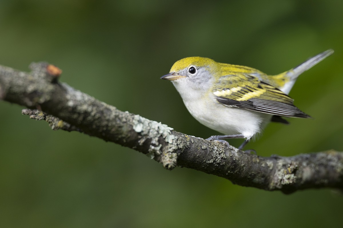 Gelbscheitel-Waldsänger - ML646444745