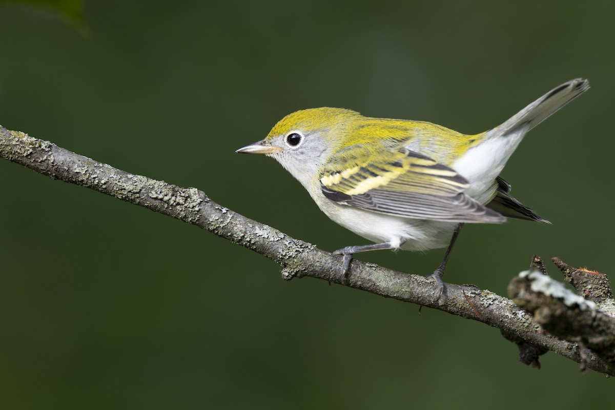 Gelbscheitel-Waldsänger - ML646444746