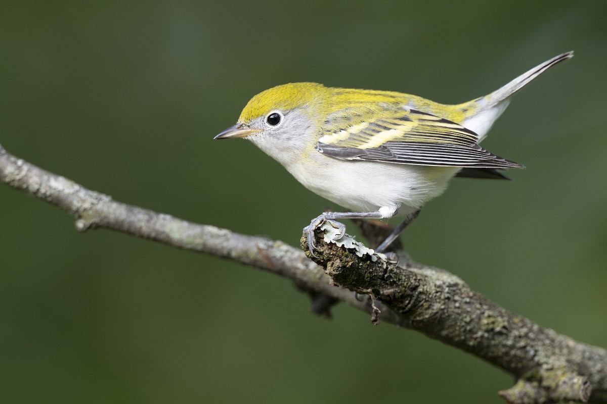 Gelbscheitel-Waldsänger - ML646444747