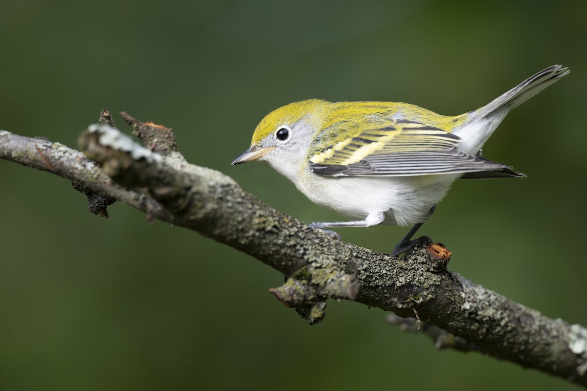 Gelbscheitel-Waldsänger - ML646444748