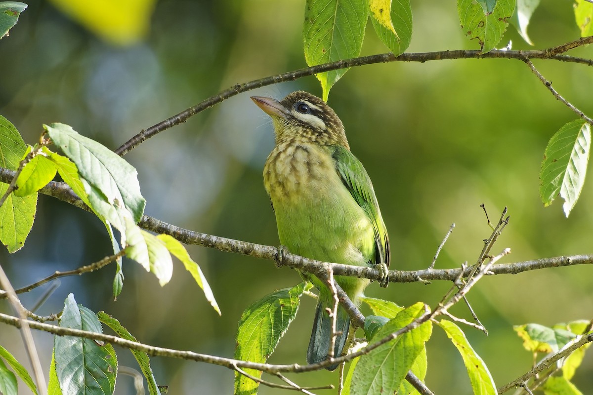 White-cheeked Barbet - ML646444753
