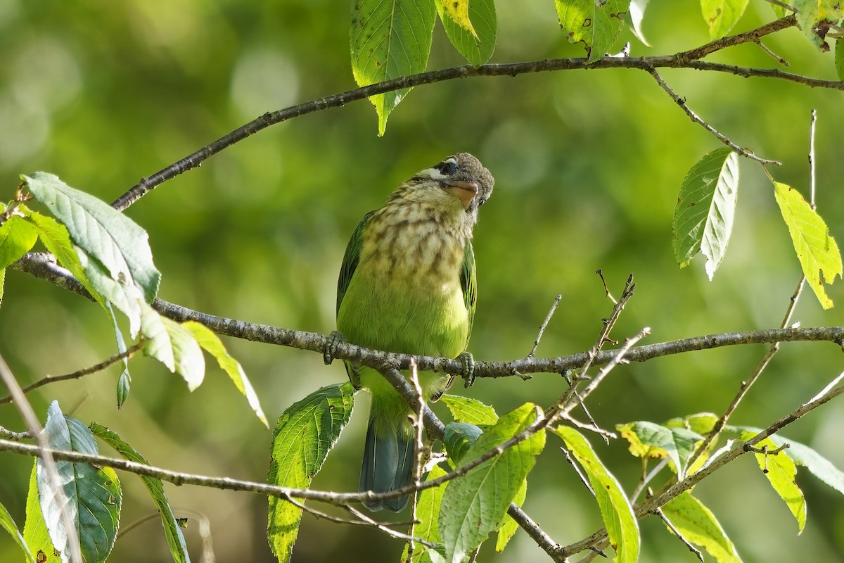 White-cheeked Barbet - ML646444754