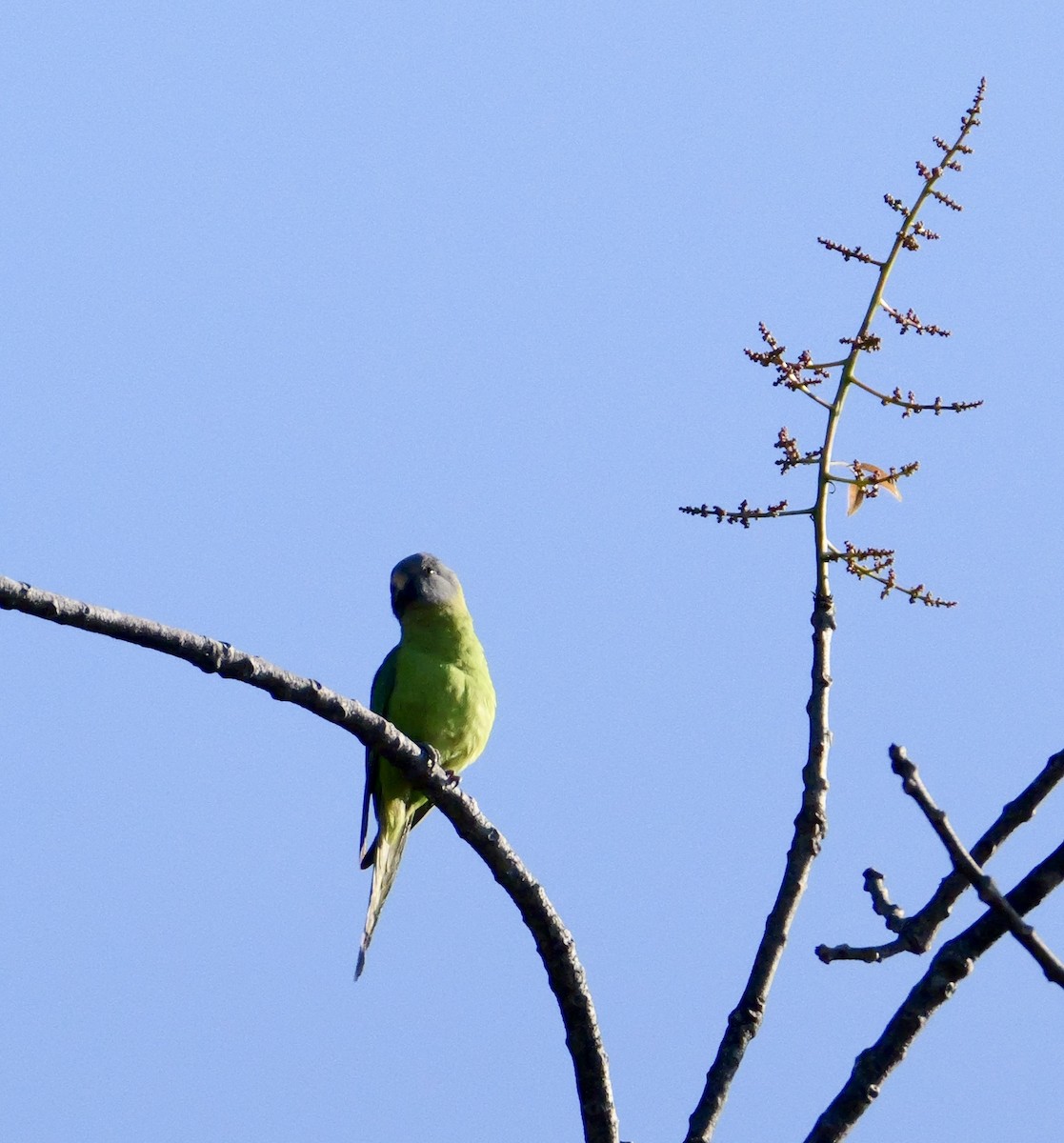 Blossom-headed Parakeet - ML646444755