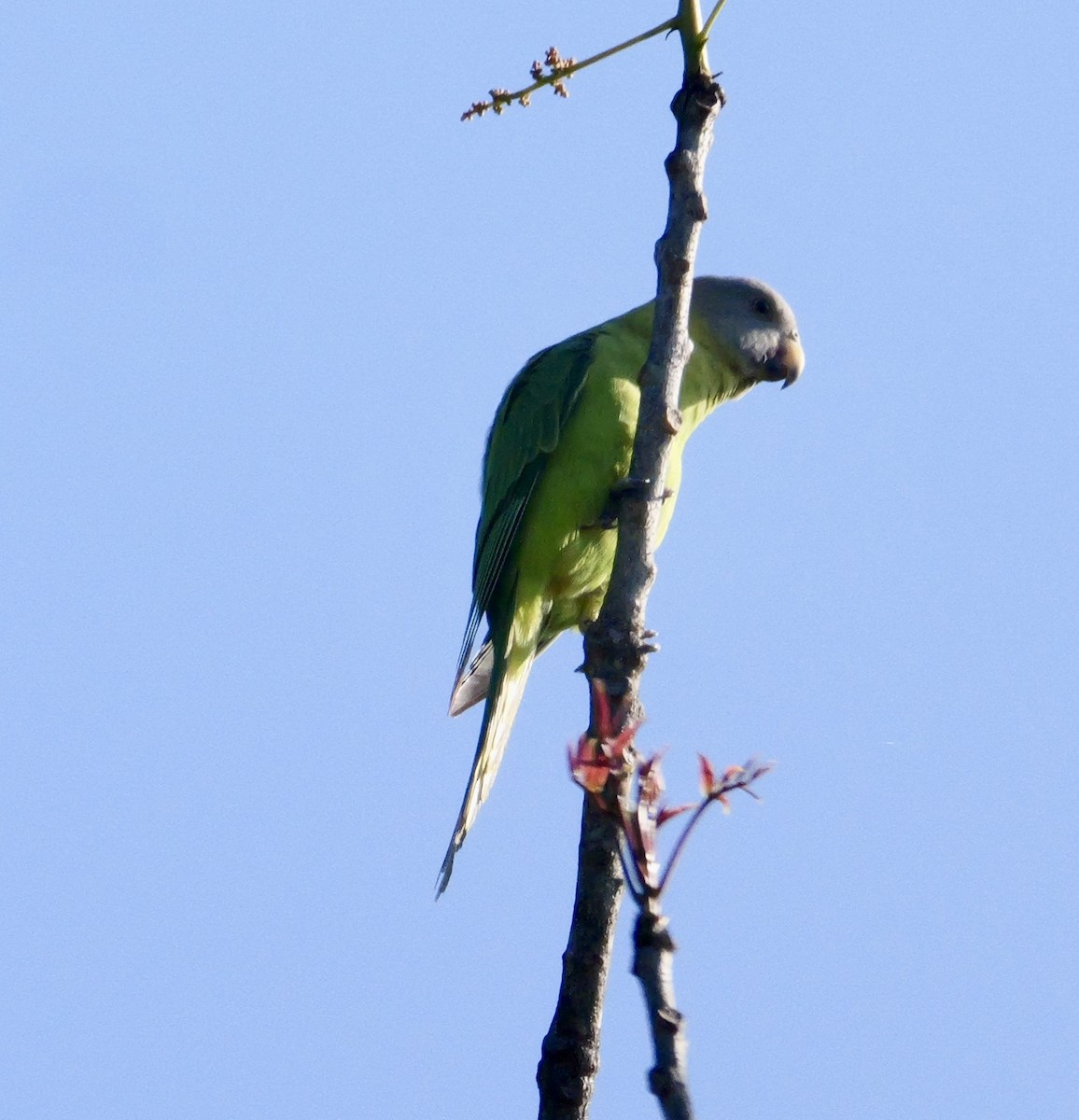 Blossom-headed Parakeet - ML646444756
