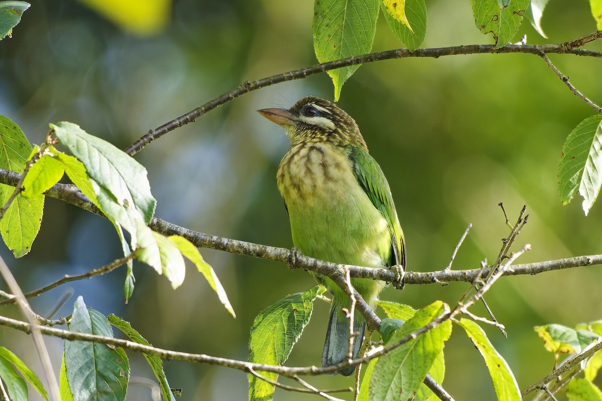 White-cheeked Barbet - ML646444757