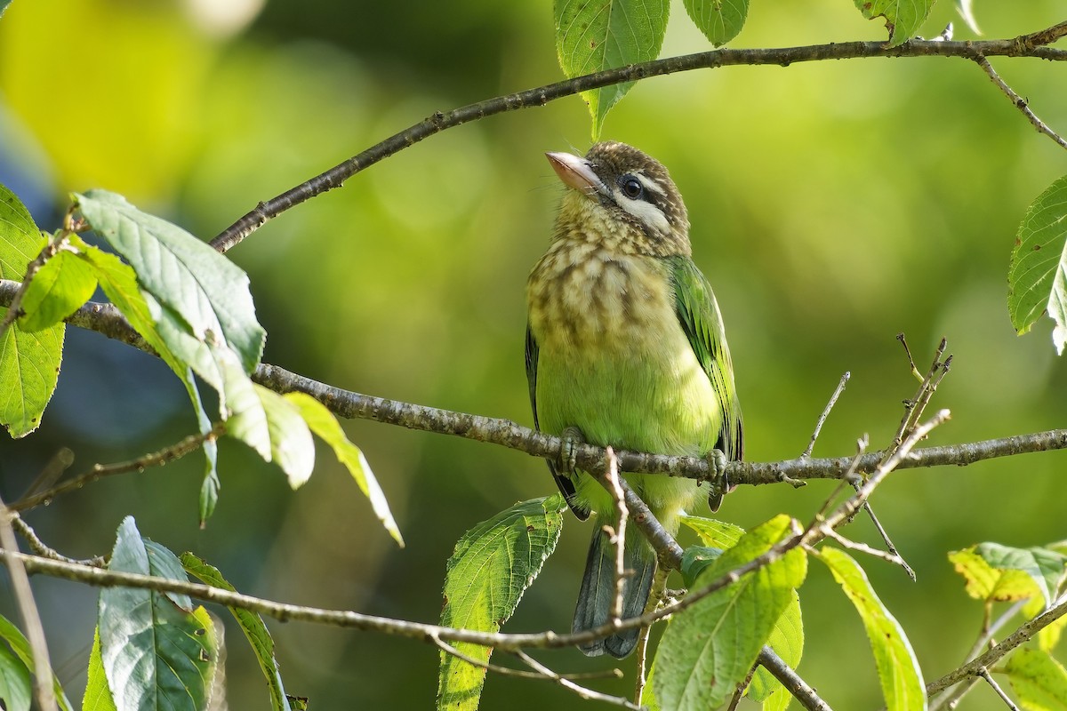 White-cheeked Barbet - ML646444758