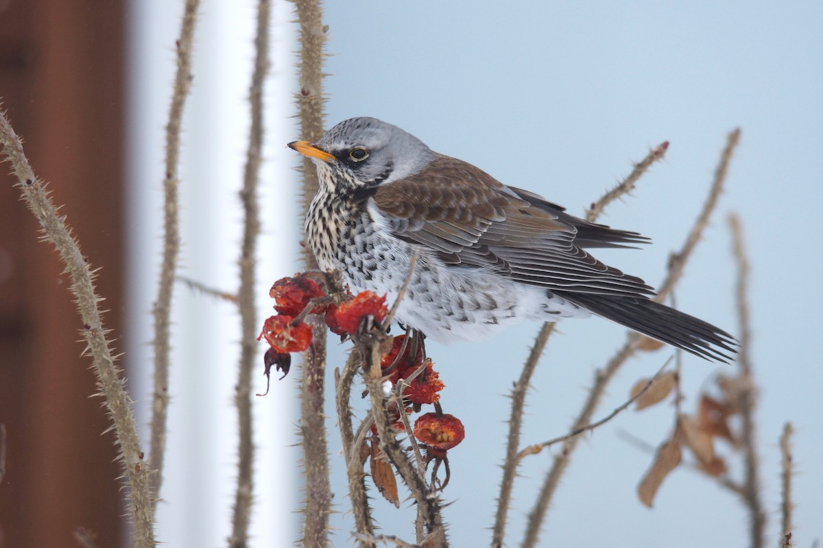 Fieldfare - ML646444767