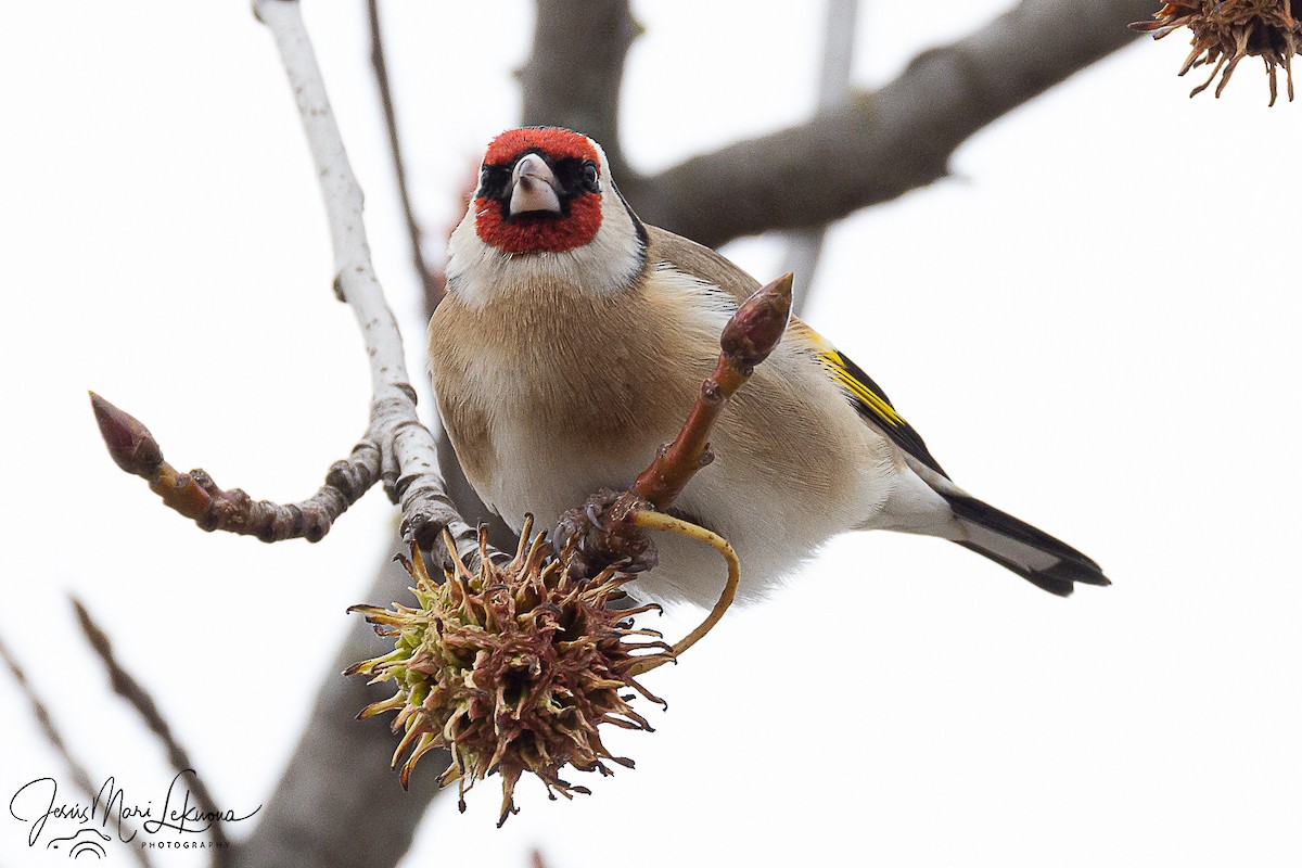 European Goldfinch - ML646444768