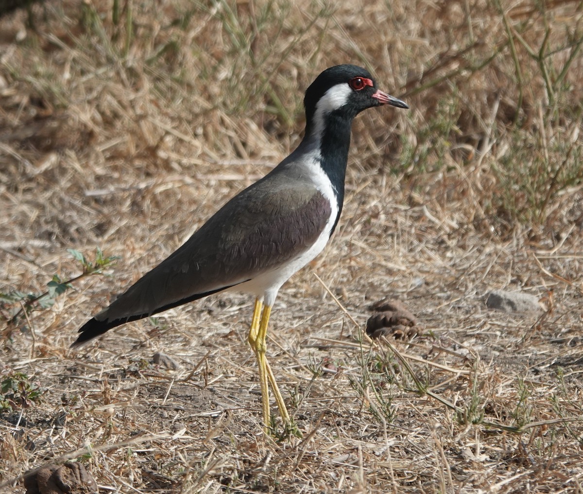 Red-wattled Lapwing - ML646444771