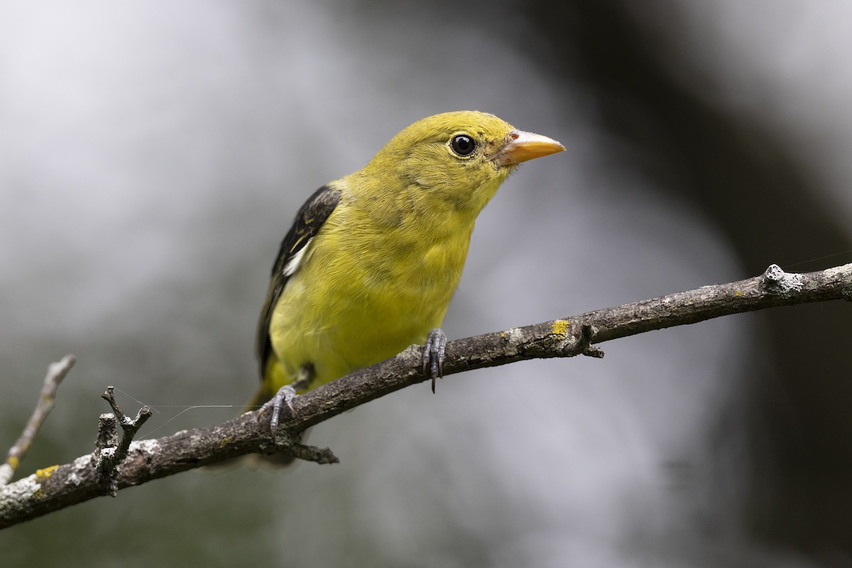 Scharlachkardinal - ML646444772