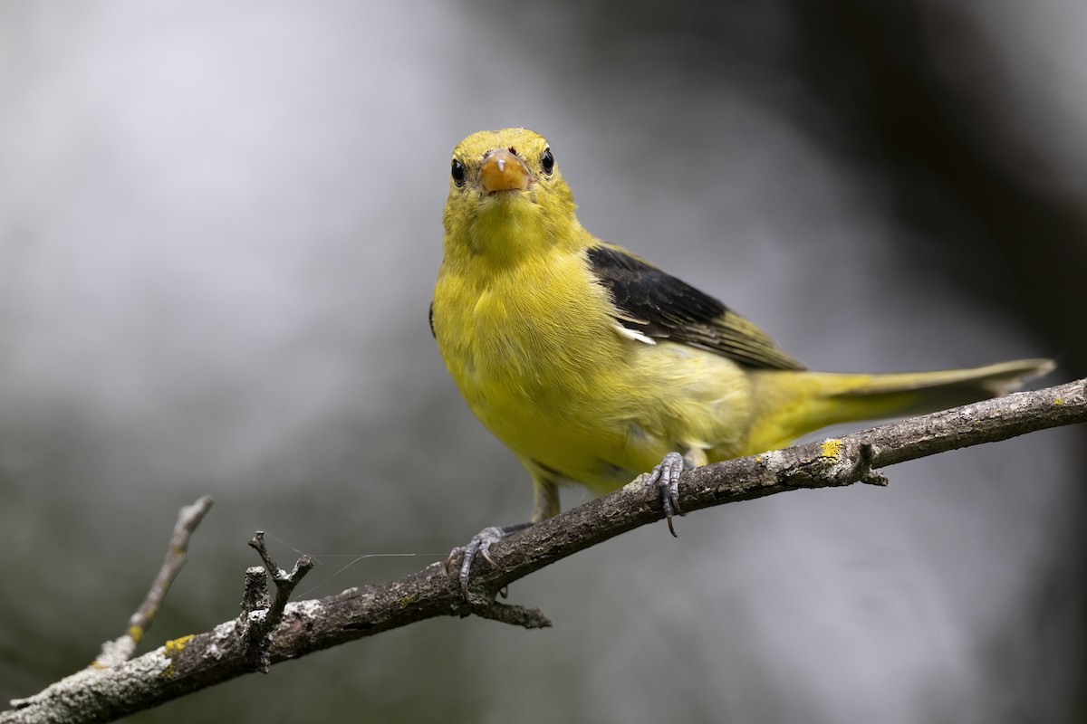 Scharlachkardinal - ML646444773