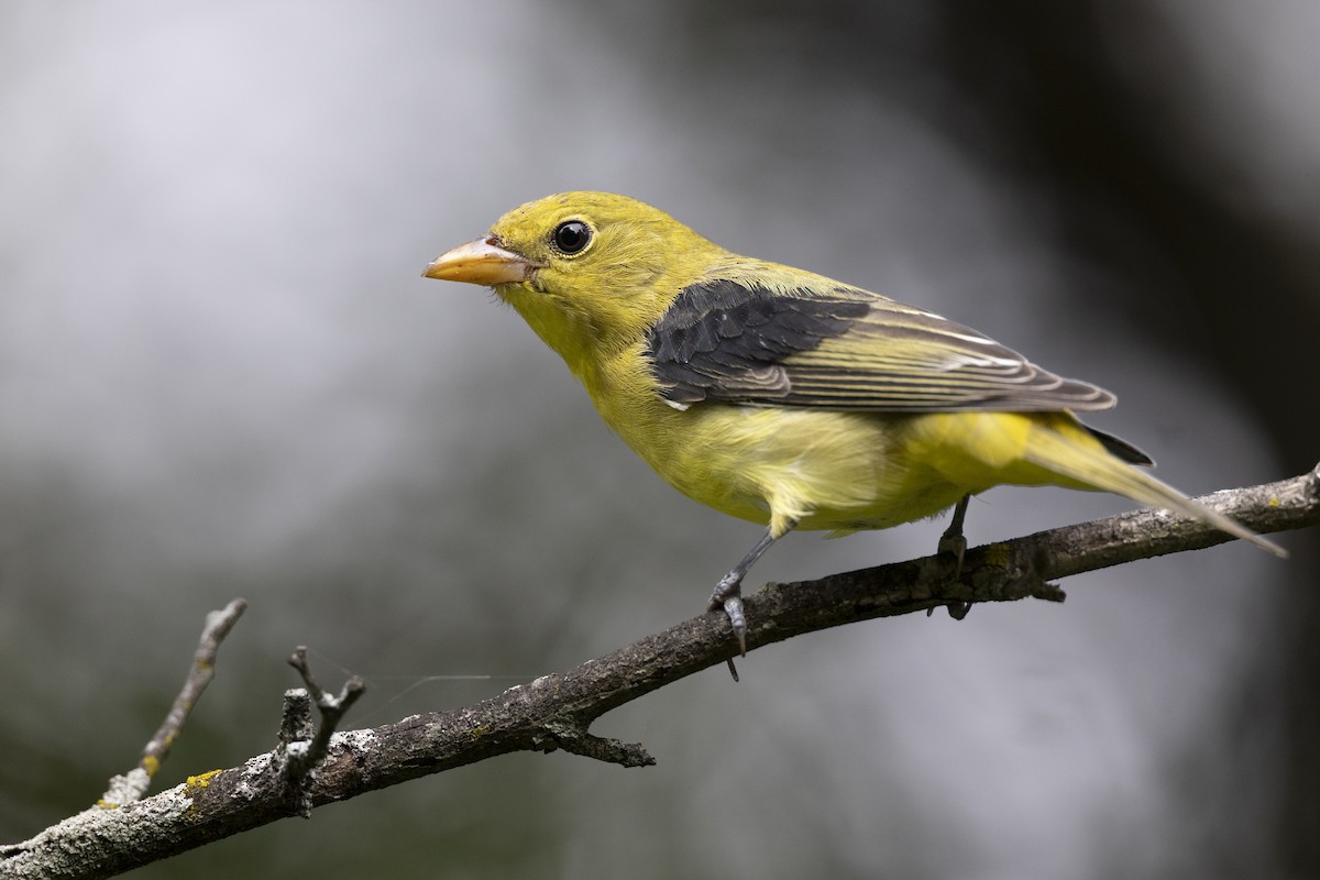 Scharlachkardinal - ML646444774