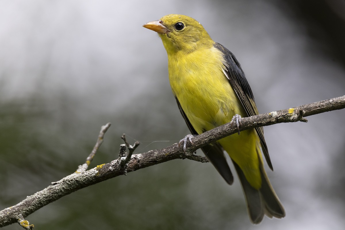 Scharlachkardinal - ML646444775