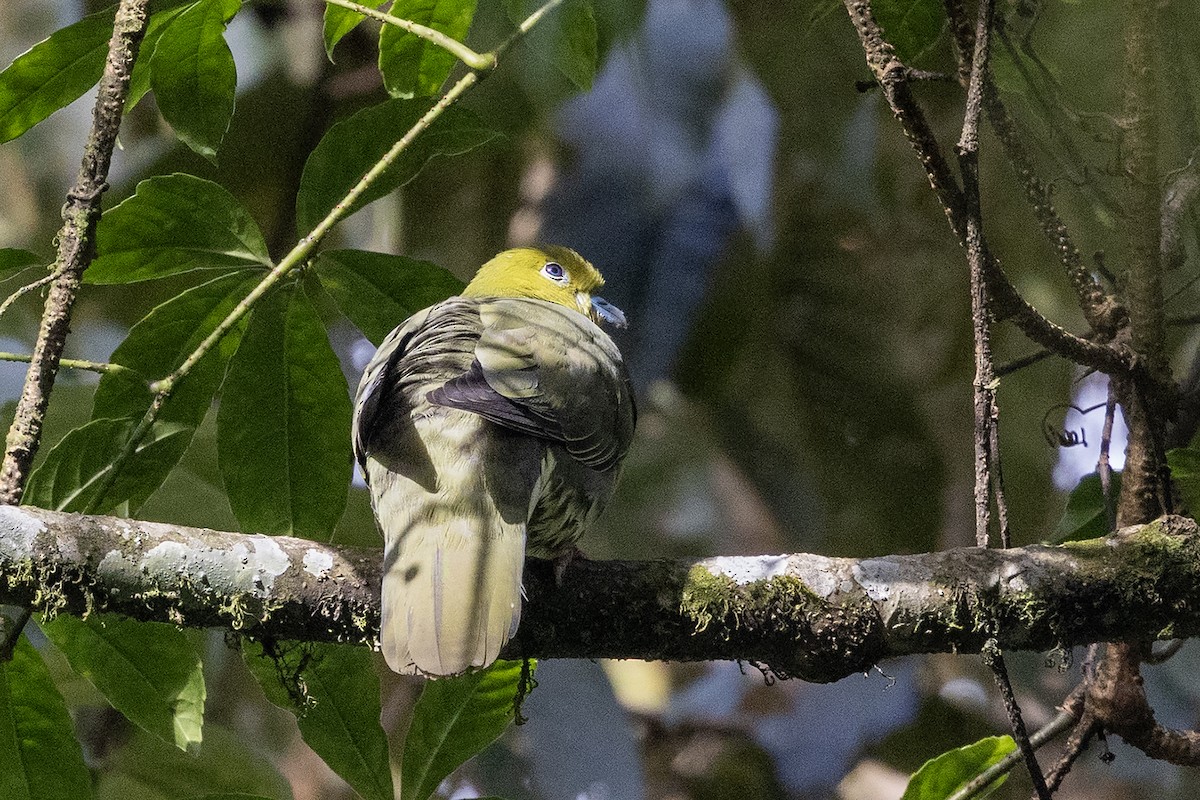 Wedge-tailed Green-Pigeon - ML646444776